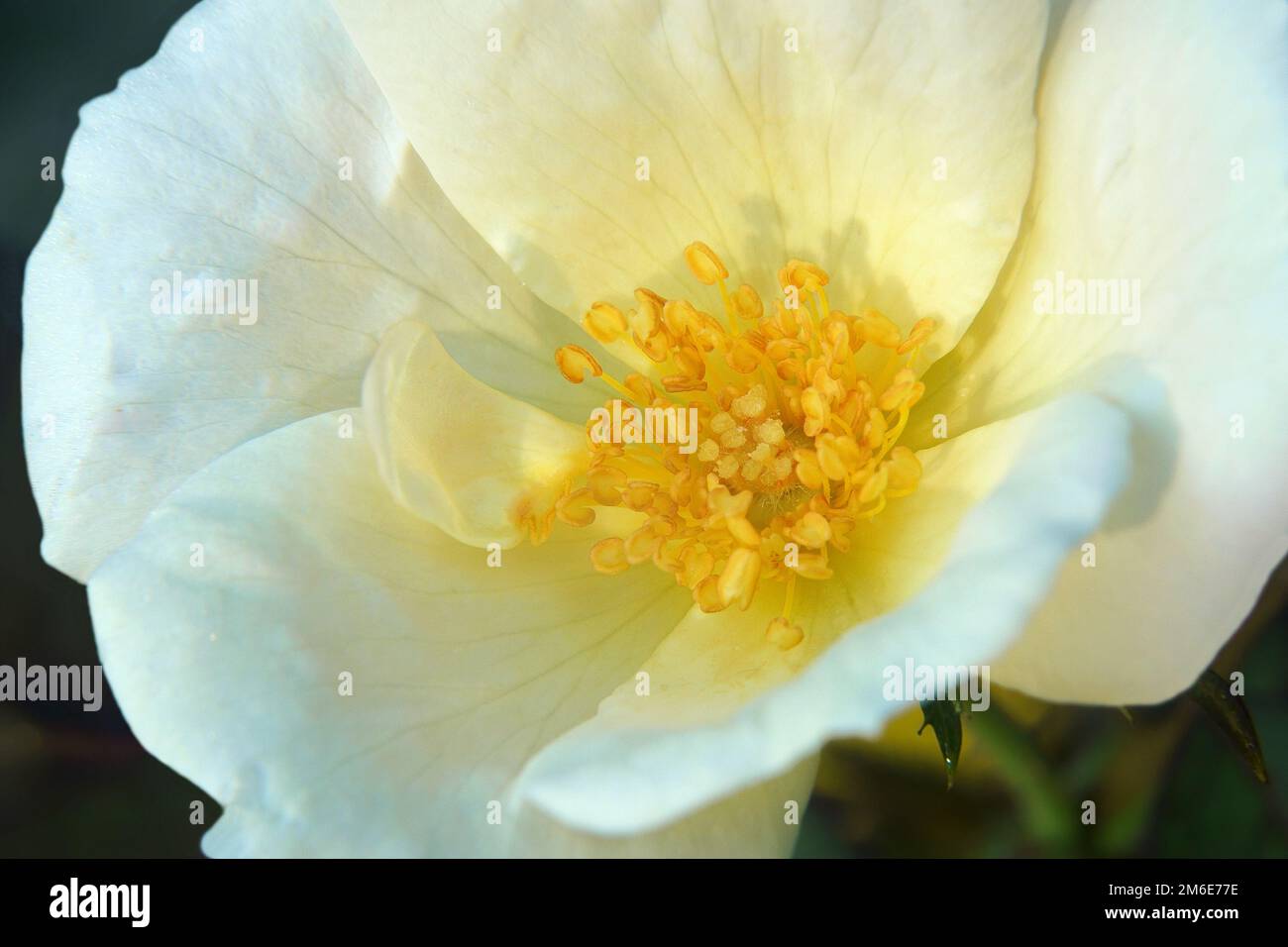 Close up image of Memorial rose flower (Rosa wichuraiana) Stock Photo