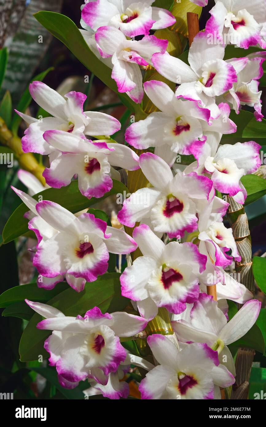 Close up image of Dendrobium flowers (Dendrobium Love Memory Fizz) Stock Photo
