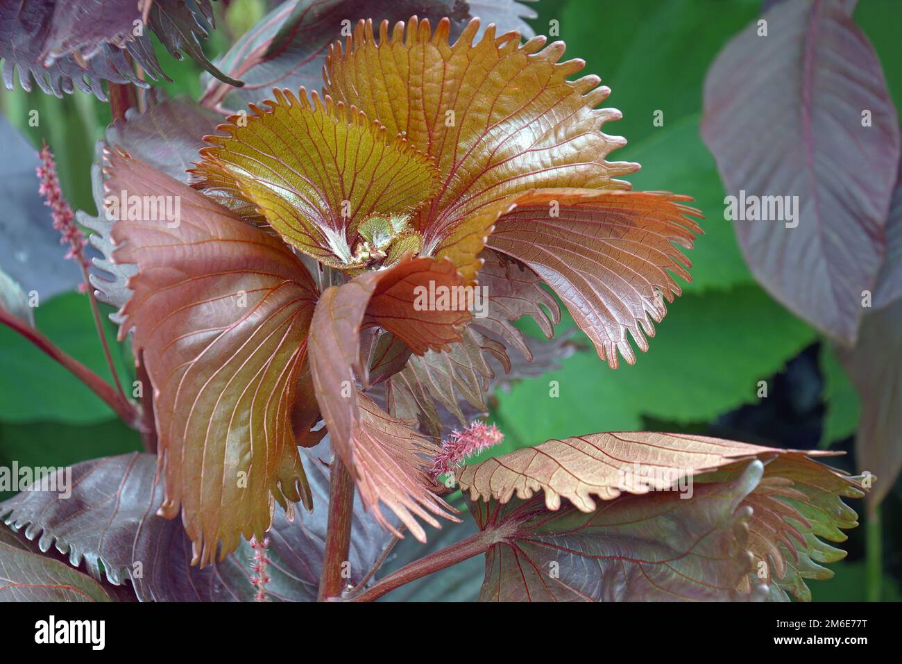Close up image of Fire Dragon leaves and flowers (Acalypha wilkesiana Haleakala) Stock Photo
