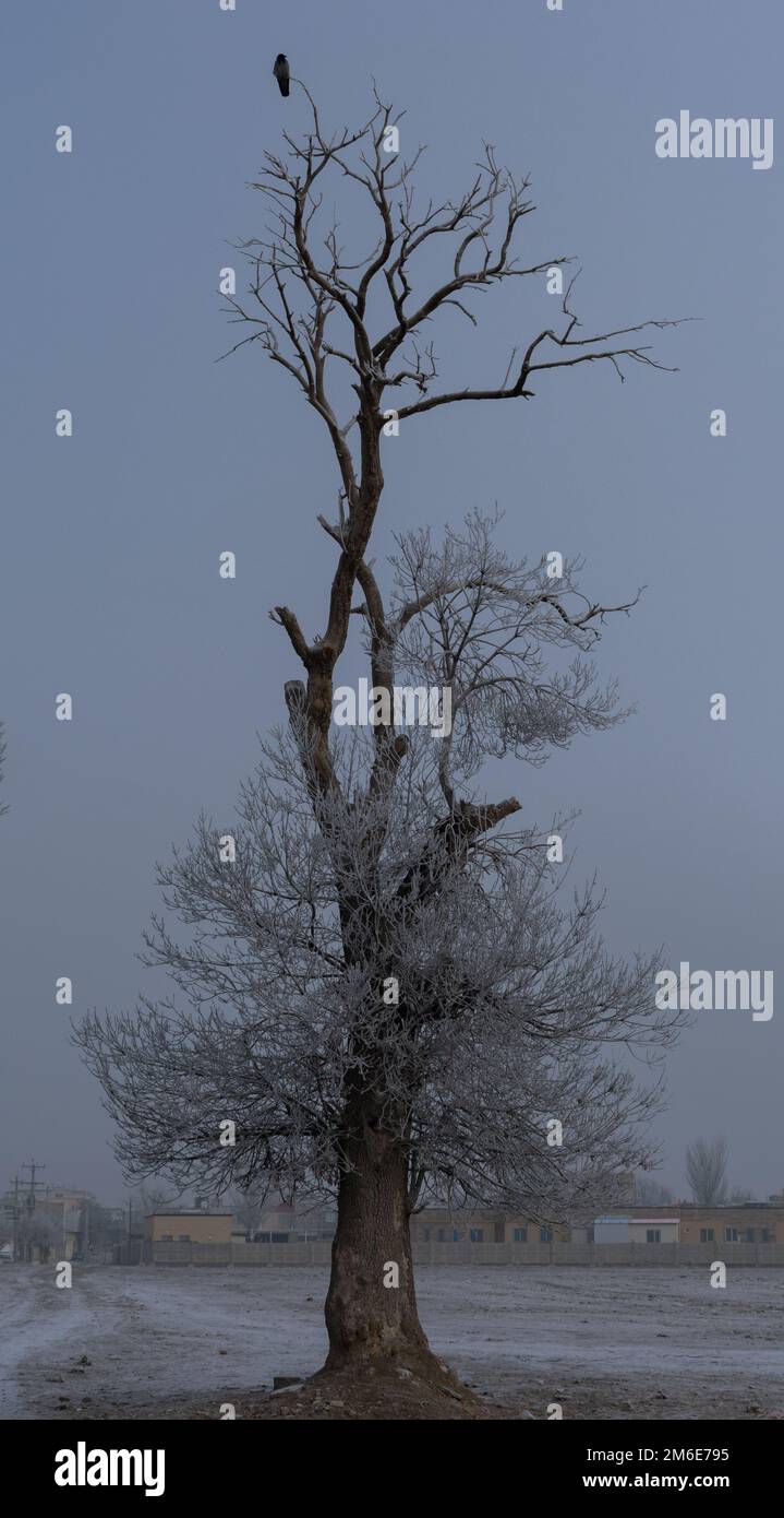 a crow on a tree in winter snowy day Stock Photo