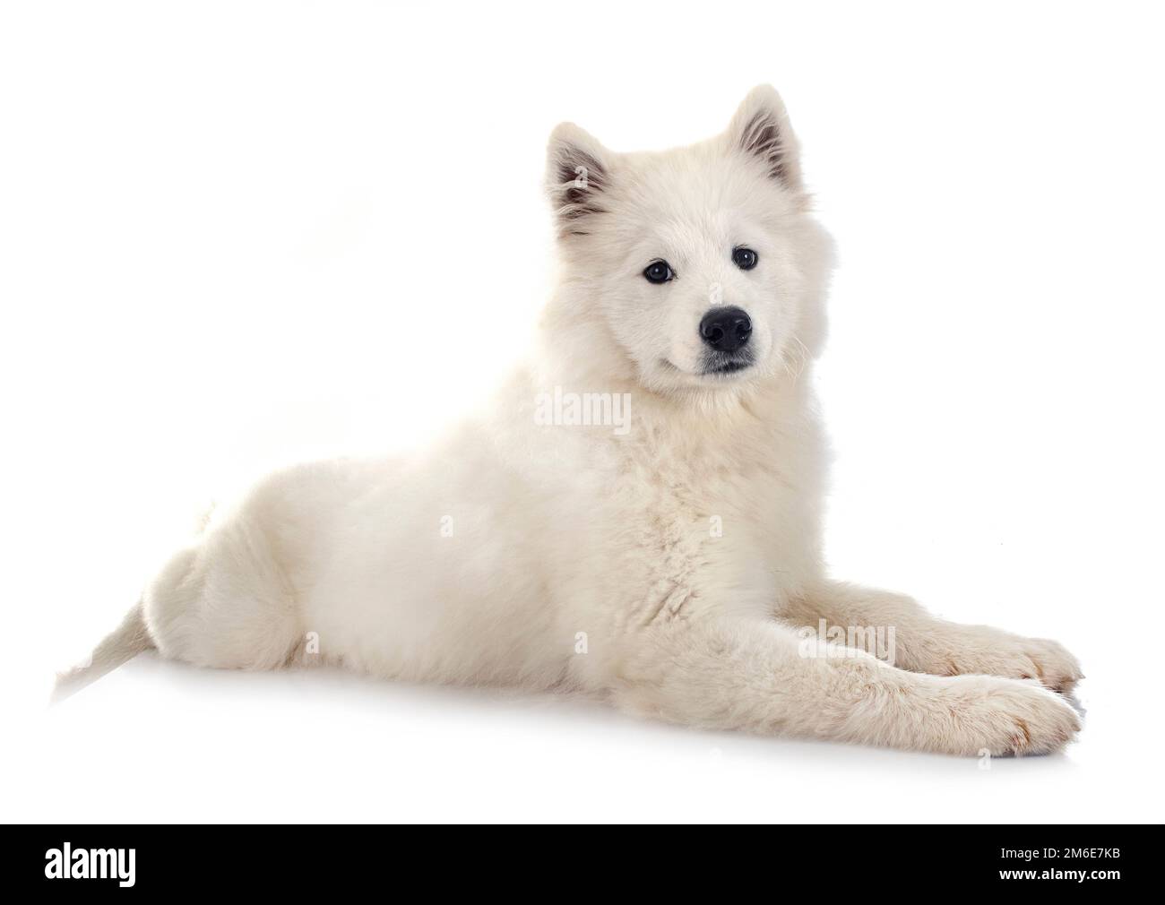 Samoyed Front samoyed dog in front of white background Stock Photo - Alamy