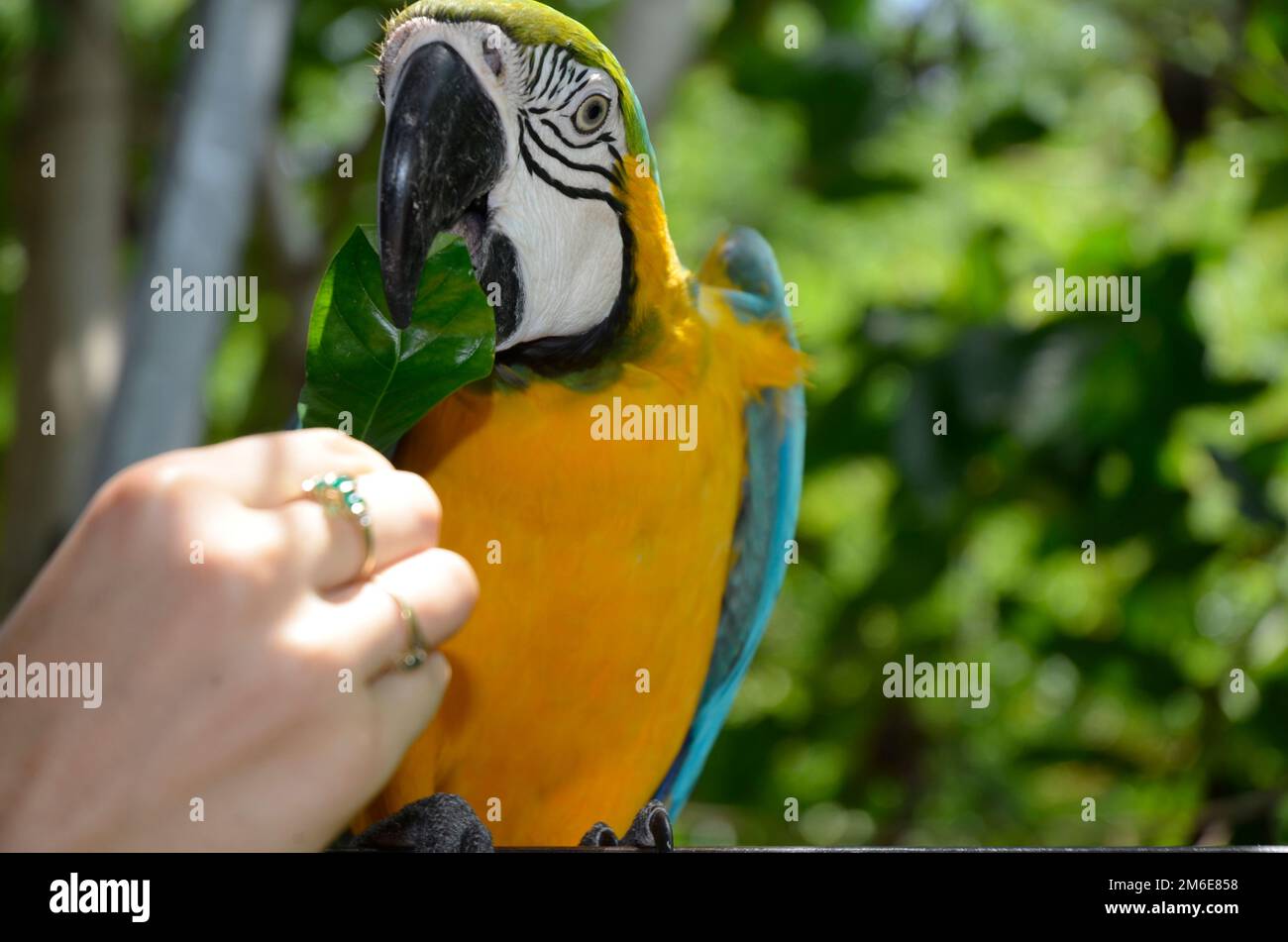 Macaw Feeding Stock Photo
