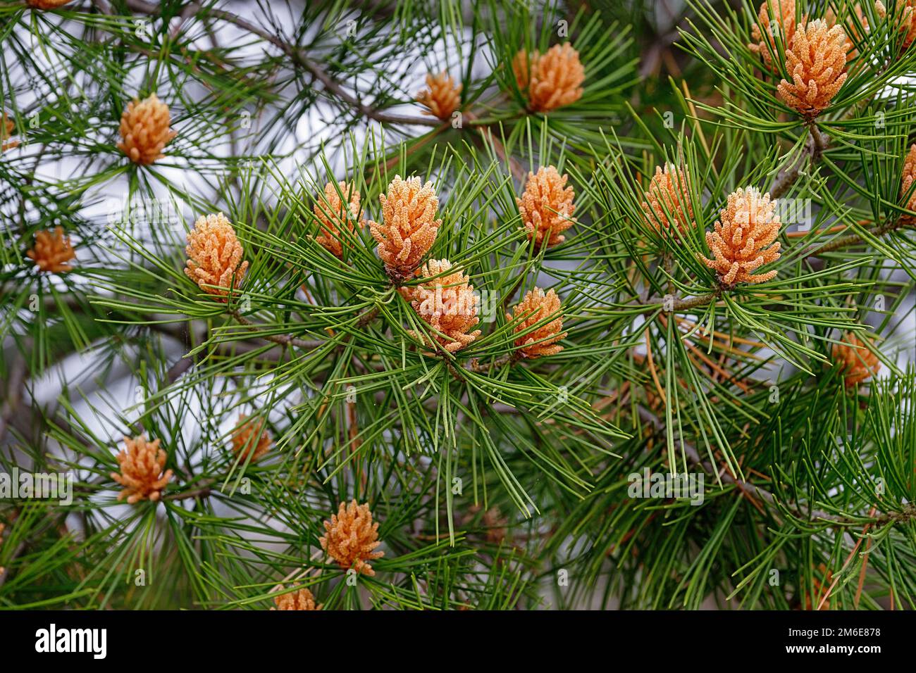 Polen cones of Lace-bark pine (Pinus bungeana) Stock Photo
