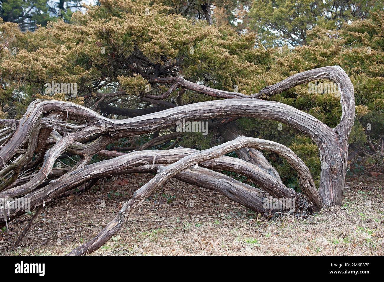 General view of Savin juniper (Juniperus sabina) Stock Photo
