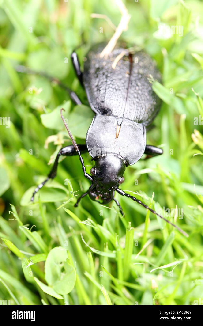 Ground beetles   (Carabidae) Stock Photo