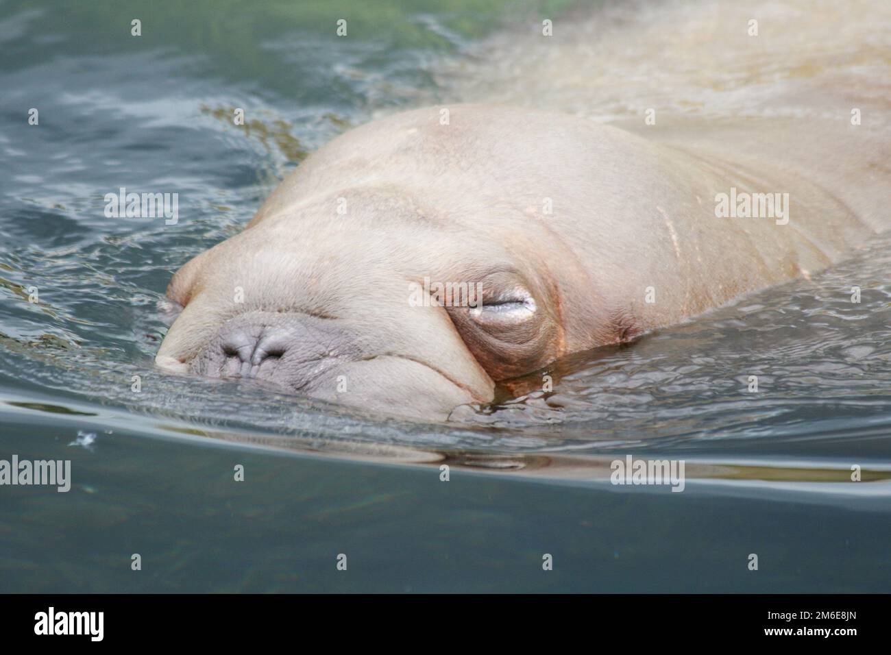 Walrus  (Odobenus rosmarus) Stock Photo