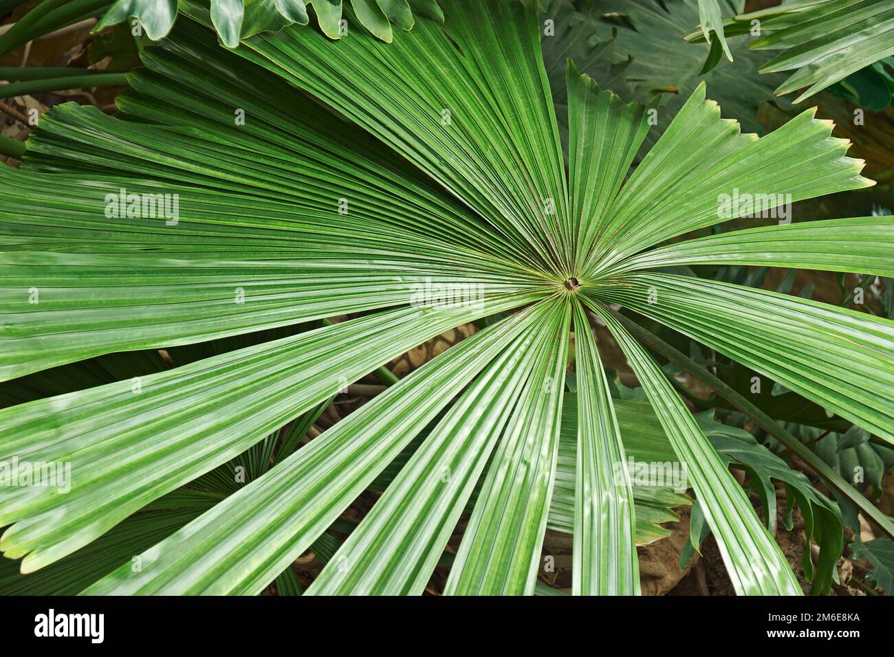 Closeup image of Australian fan palm leaves (Licuala ramsayi Stock