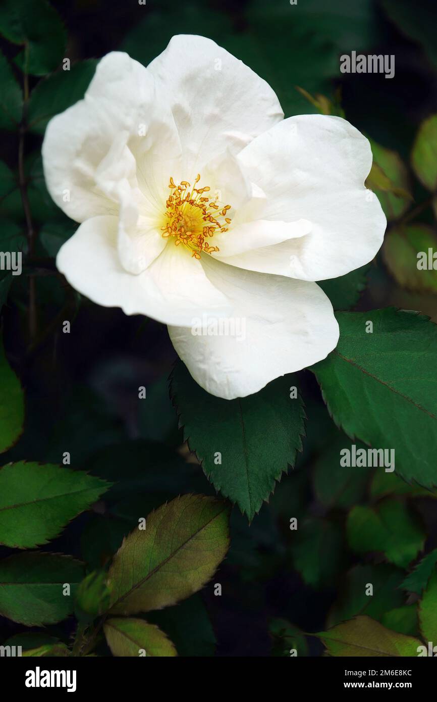 Close-up image of Memorial rose flower (Rosa wichuraiana) Stock Photo