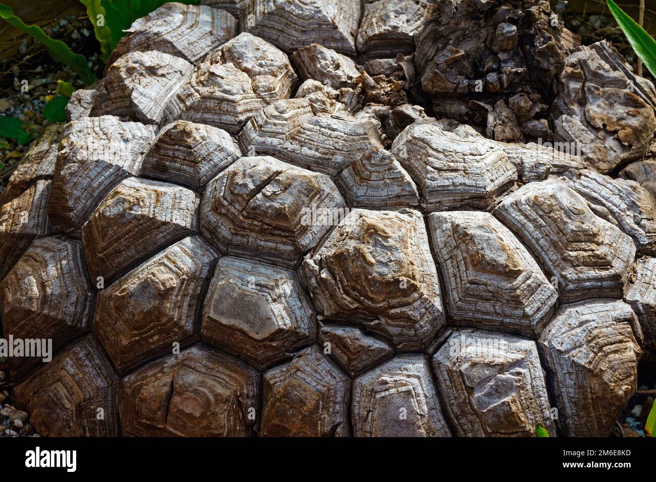 Closeup image of Mexican yam (Dioscorea mexicana Stock Photo Alamy