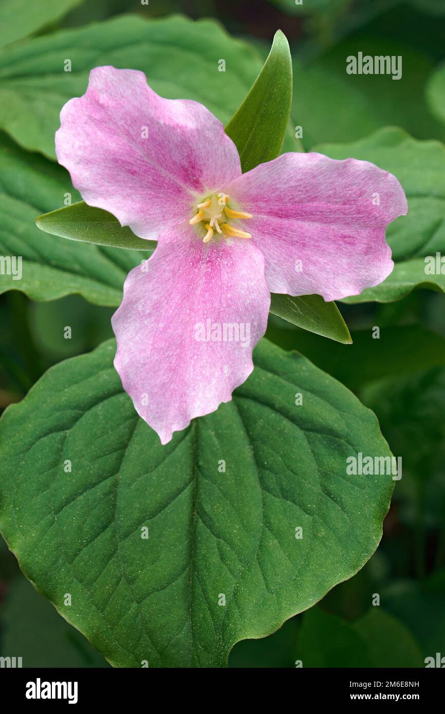 Close-up image of pink White trillium flower Stock Photo