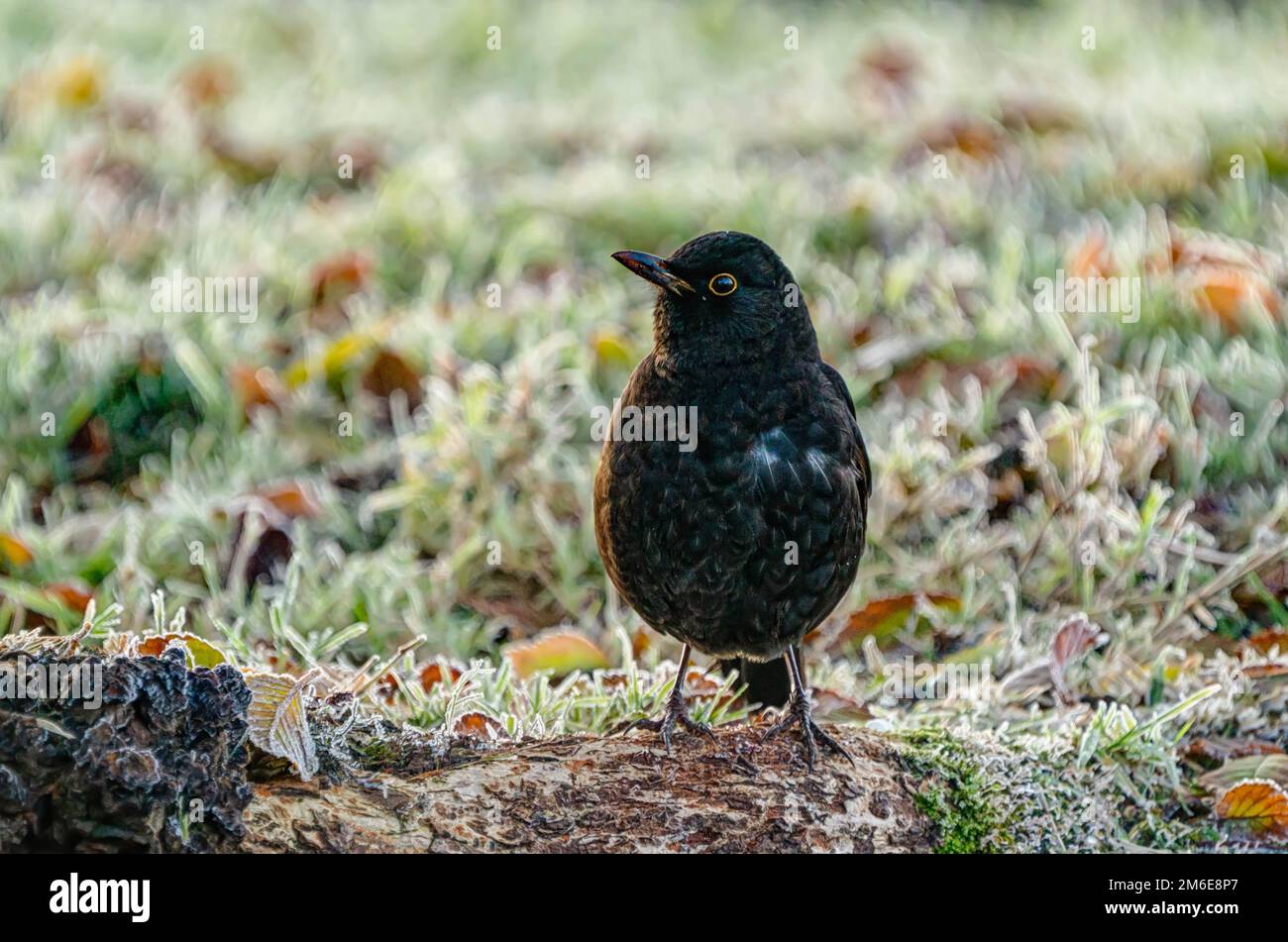 Sharply rendered and detailed blackbird foraging for worms in the frost laden grass under a tree on the back lawn, lovely yellow ring round the eye. Stock Photo