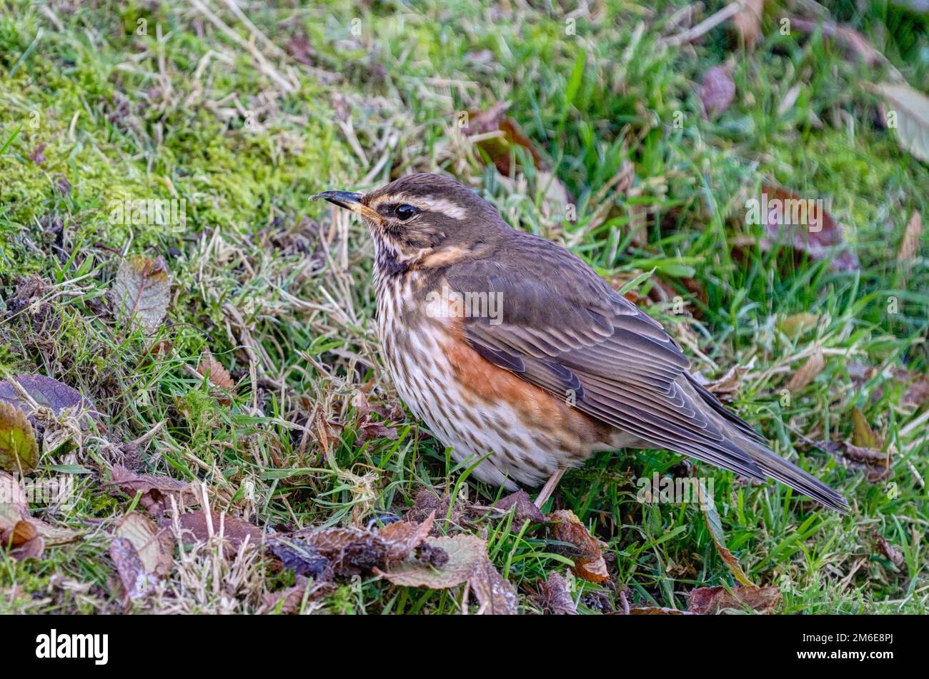 A beautiful sharply rendered and detailed study of a male Redwing in
