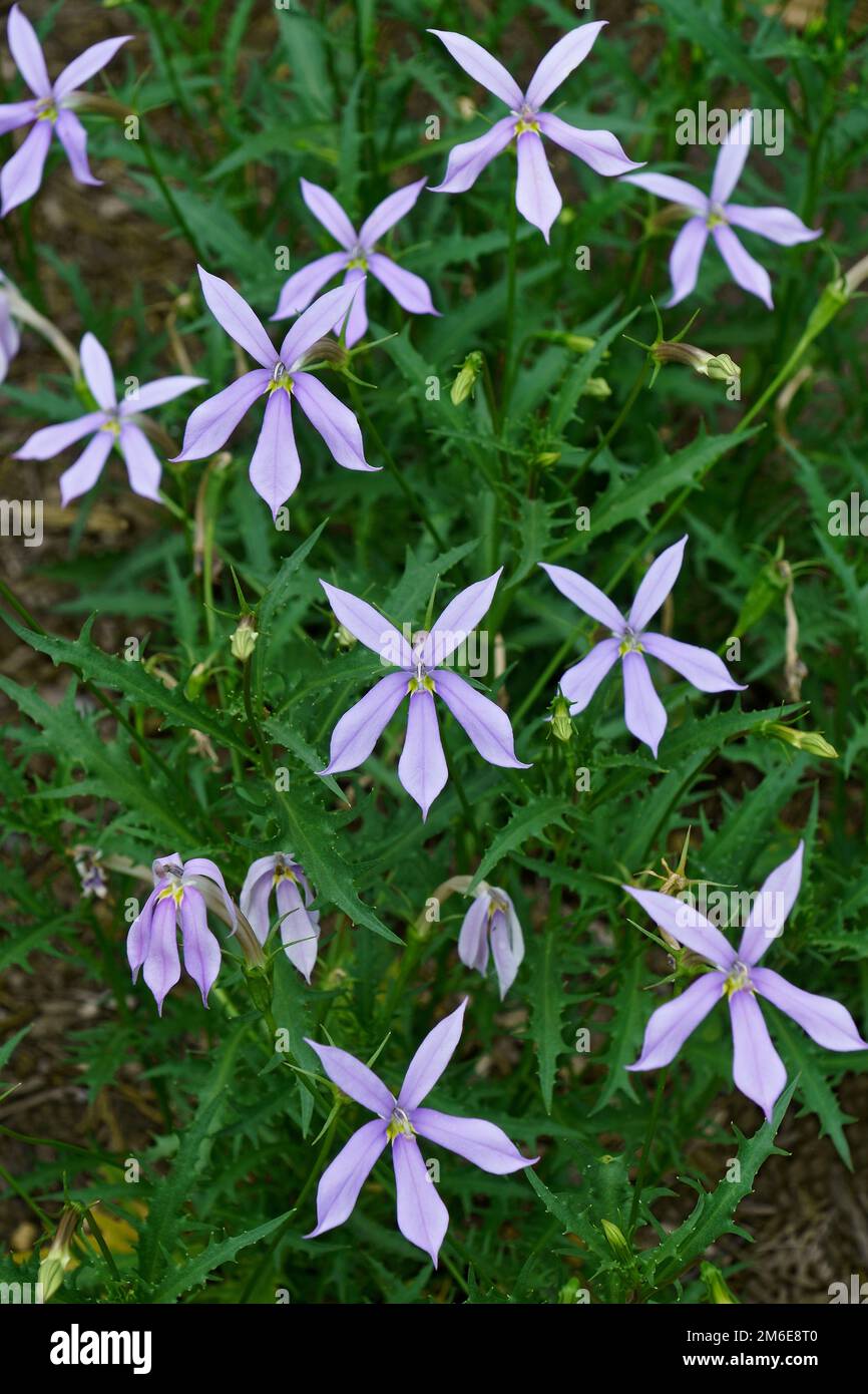 Close-up image of Laurentia flowers Stock Photo