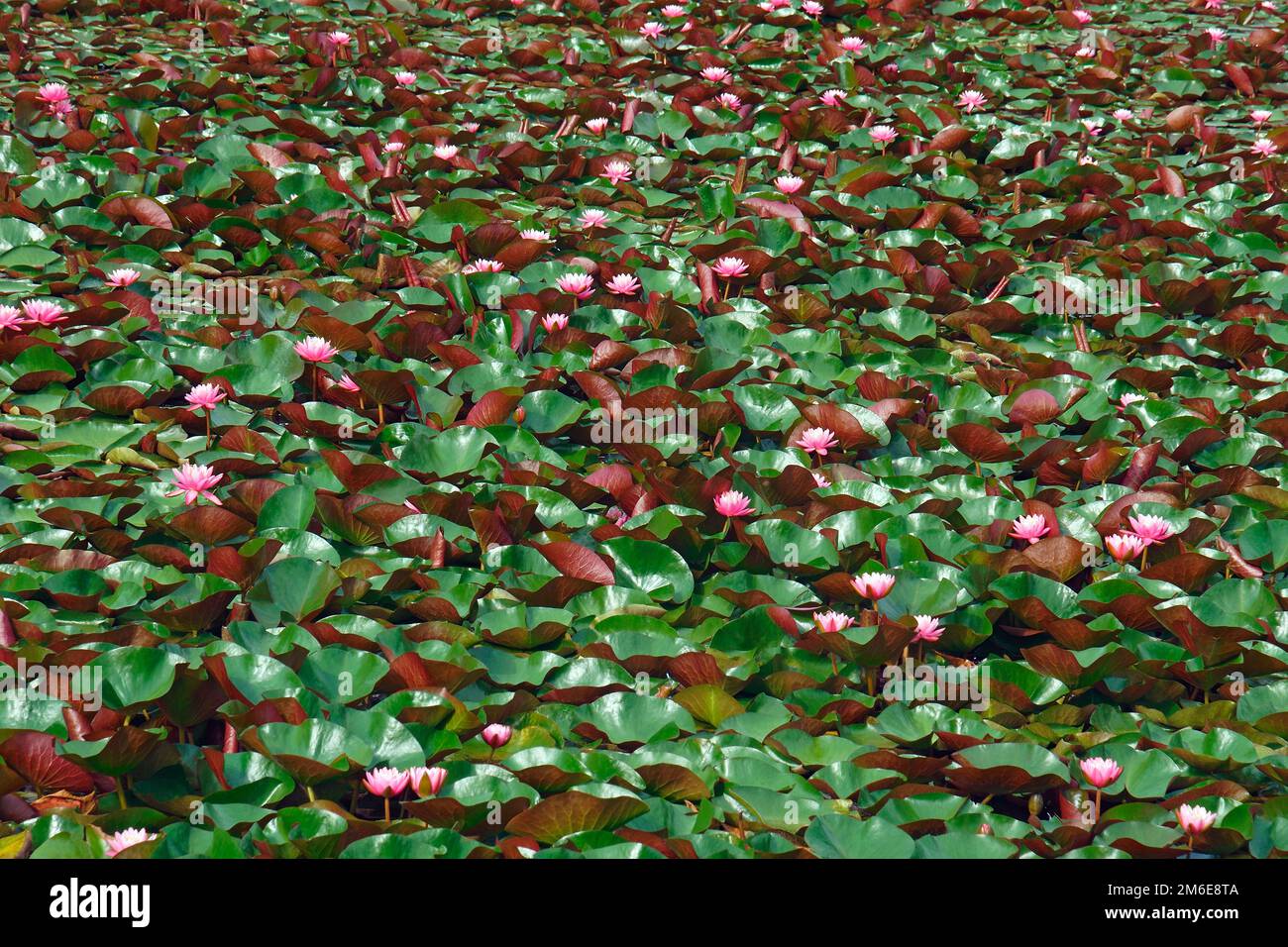 Imagee of multiple Americal white waterlily flowers and leaves Stock Photo