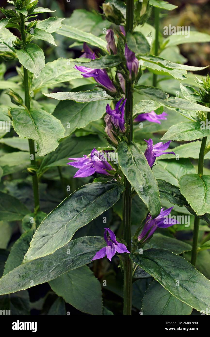 Close-up image of Blue cardinal flower plant Stock Photo