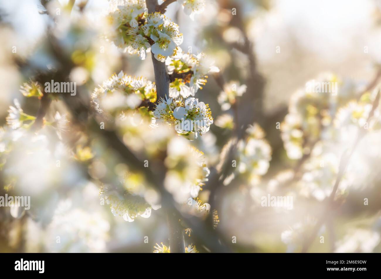 Flowering fruit tree in the sunshine in your own garden Stock Photo