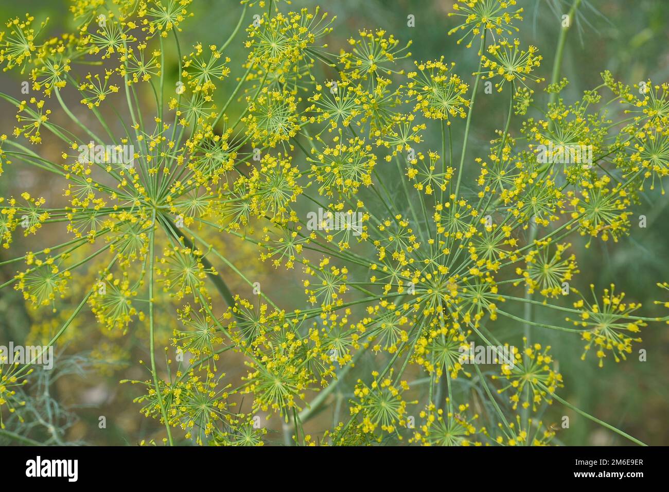 Close-up image of Dill plant in blossom Stock Photo - Alamy