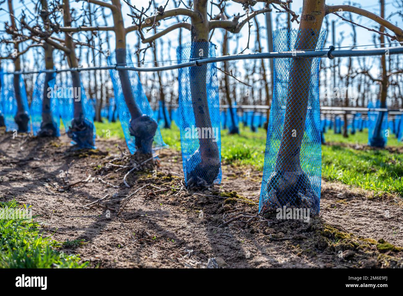 Blue tree protection nets as protection against damage by animals on an orchard Stock Photo