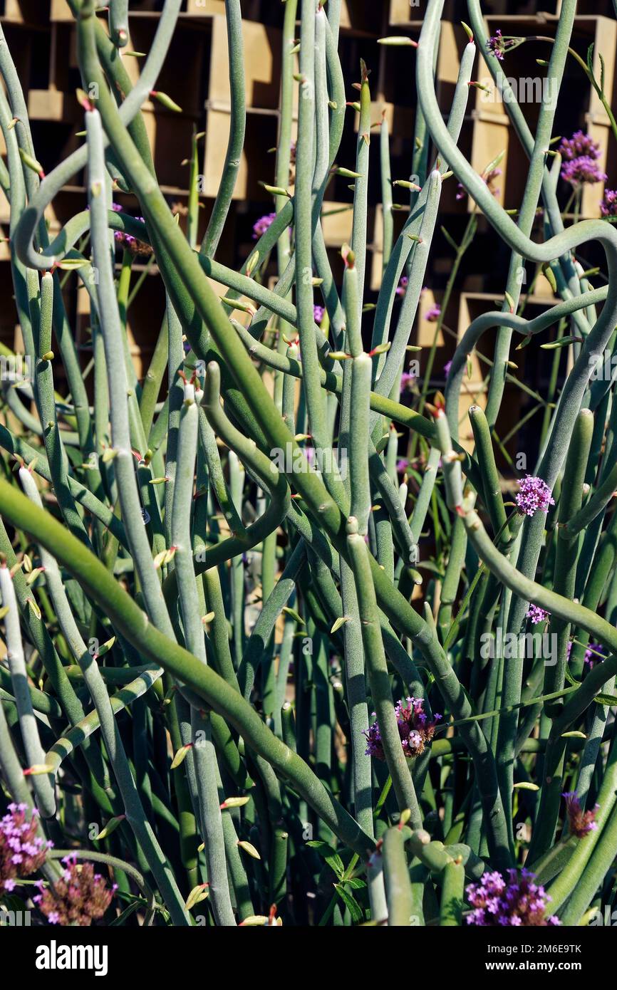 Close-up image of Slipper plant in blossom Stock Photo