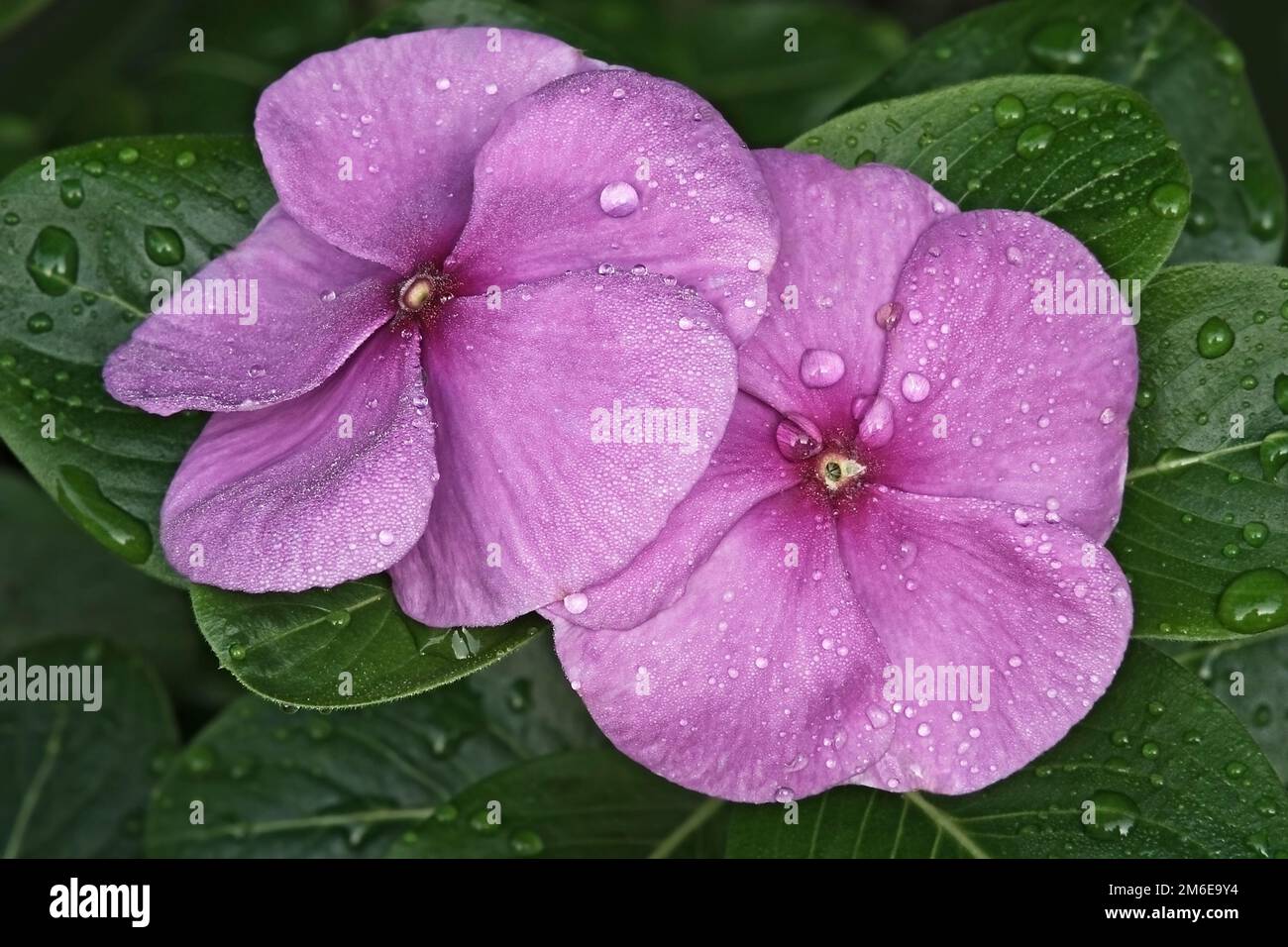 Close-up image of Madagascar periwinkle flowers Stock Photo