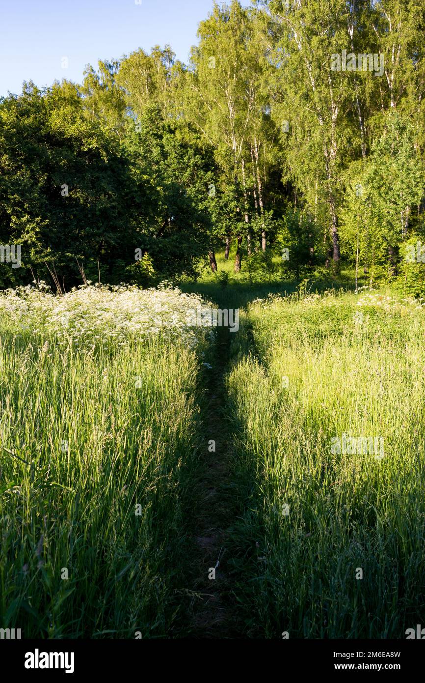Trodden grass hi-res stock photography and images - Alamy