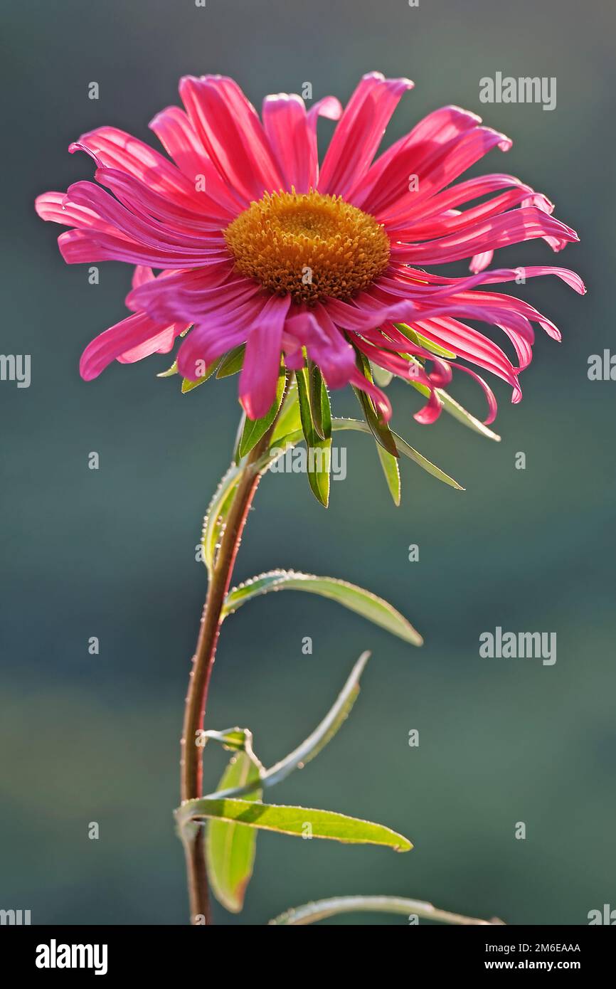 Close-up image of China aster flower Stock Photo