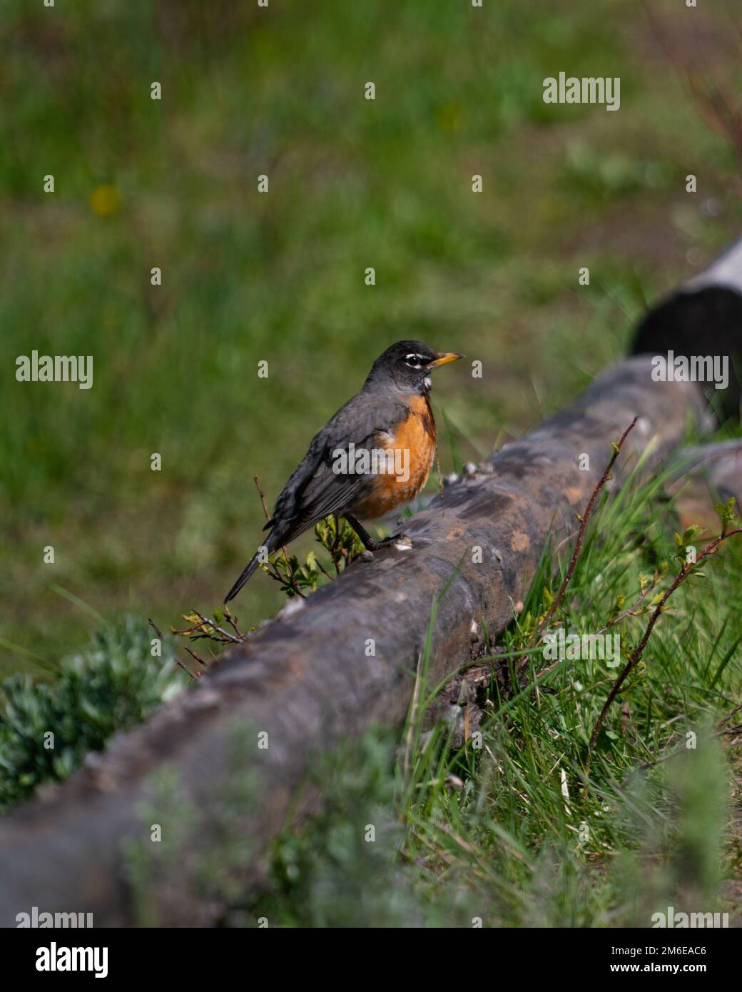 A vertical view of the American robin standing on a tree branch Stock ...