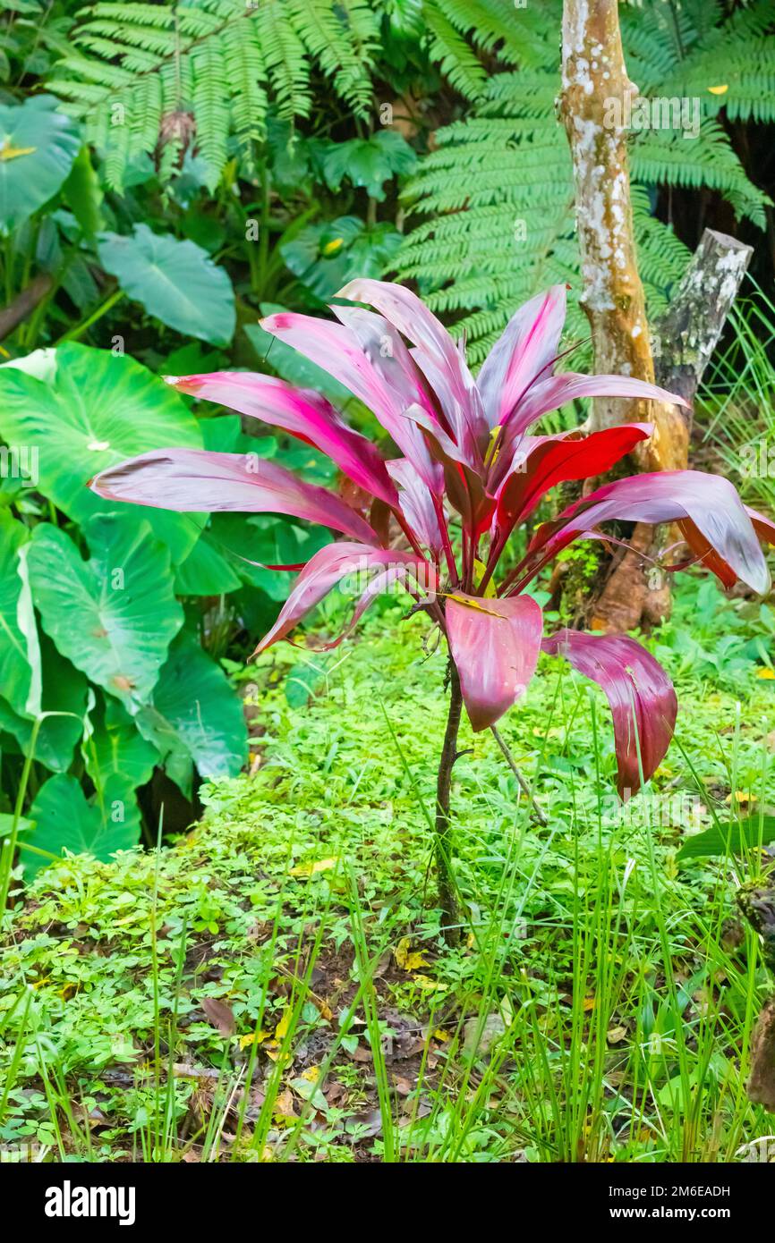 Costa Rica Cordyline fruticosa red in tropical forest Stock Photo