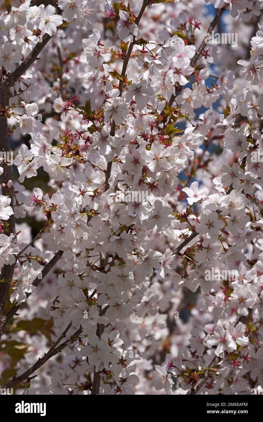 Close-up image of Fudan Sakura japanese cherry flowers Stock Photo - Alamy