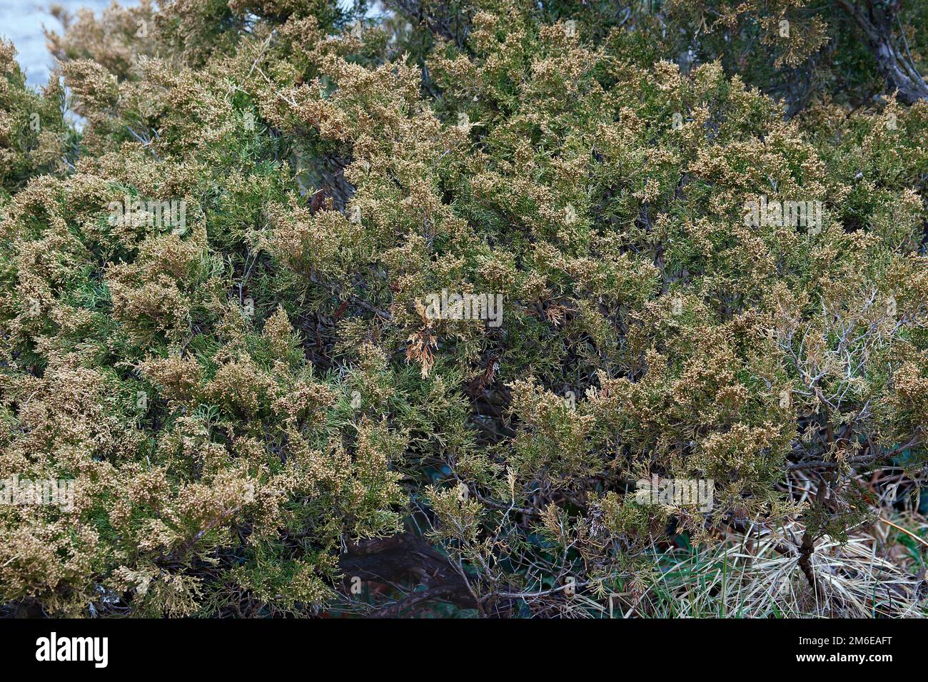 Savin juniper tree with cones Stock Photo
