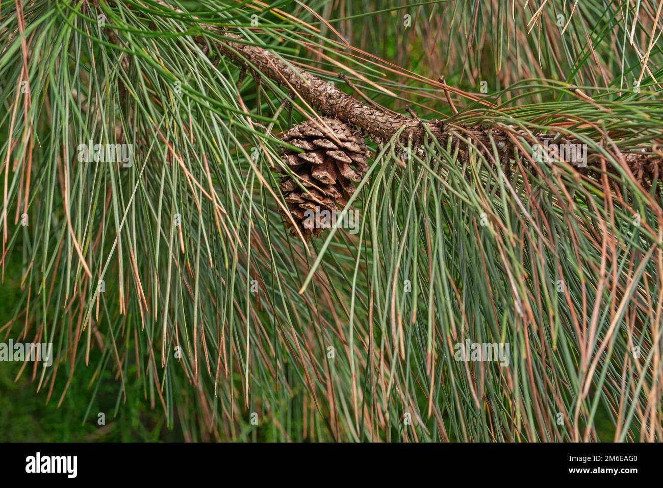 Close-up image of Ponderosa pine cone and needles Stock Photo