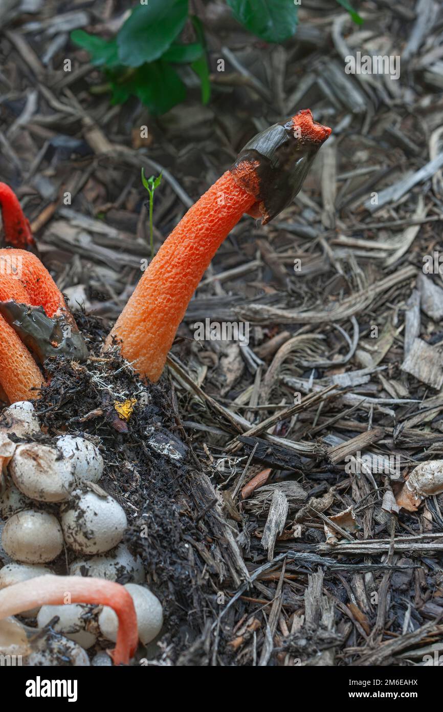 Close-up image of Mutinus ravenelii fungus Stock Photo