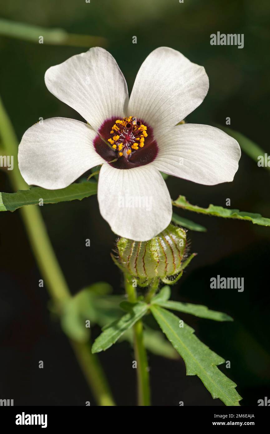Close-up image of Flower-of-an-hour flower Stock Photo