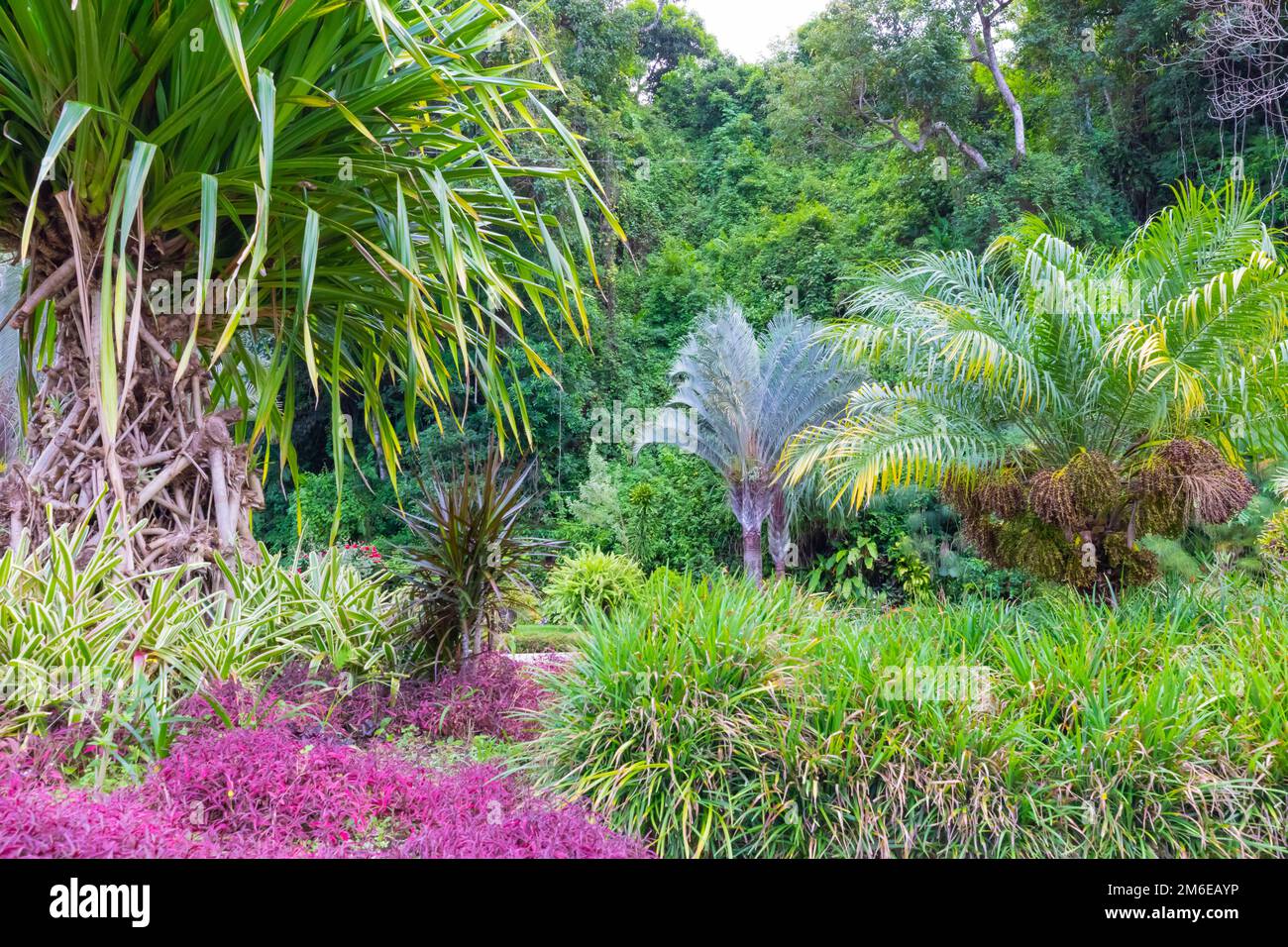 Costa Rica colorful flowers and tropical plants Stock Photo