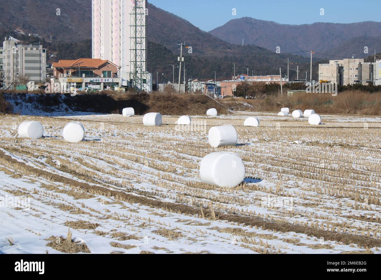 Marshmallow-like wrapped bales of hay on winter rice fields, in Korean countryside Stock Photo
