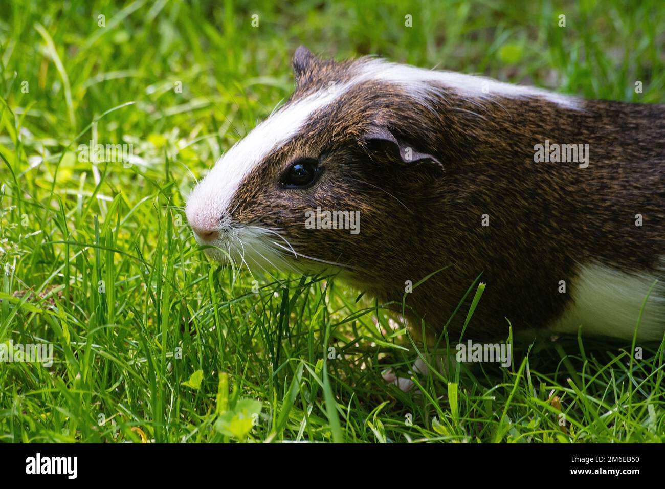Guinea pig in the zoological garden Stock Photo - Alamy