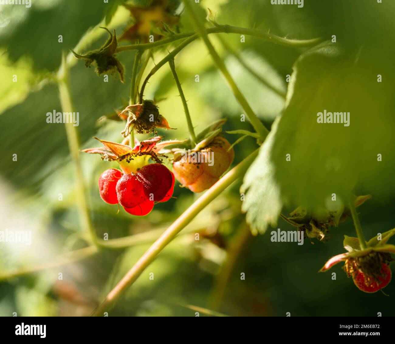 The Raspberry Forest Forest raspberry berries close up Stock Photo - Alamy