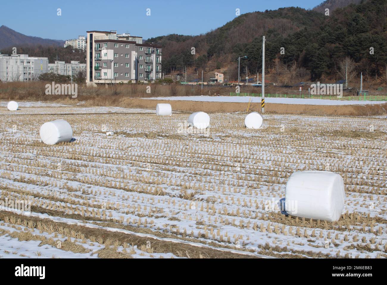 Marshmallow-like wrapped bales of hay on winter rice fields, in Korean countryside Stock Photo