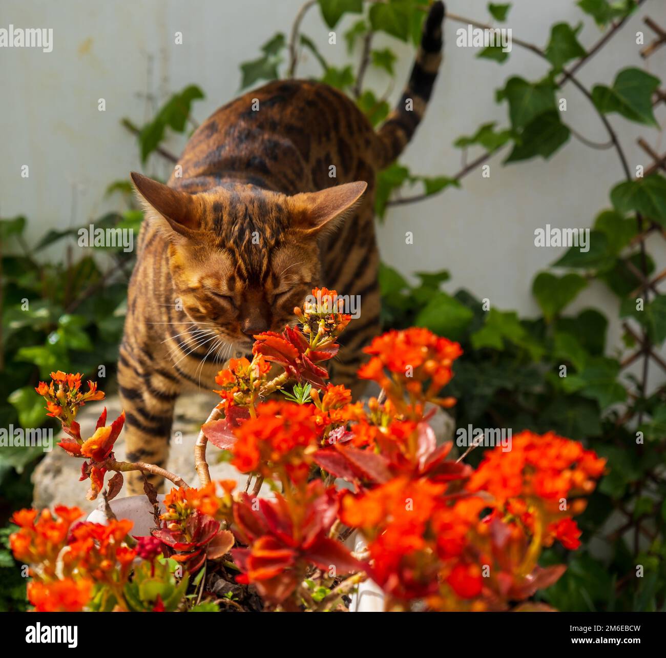 Potted kalanchoe hi-res stock photography and images - Alamy