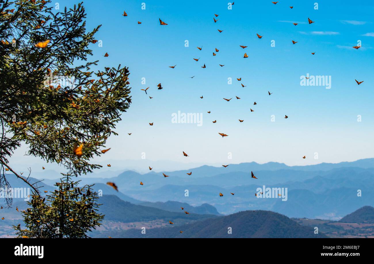 Monarch Butterfly Biosphere Reserve in Michoacan, Mexico Stock Photo