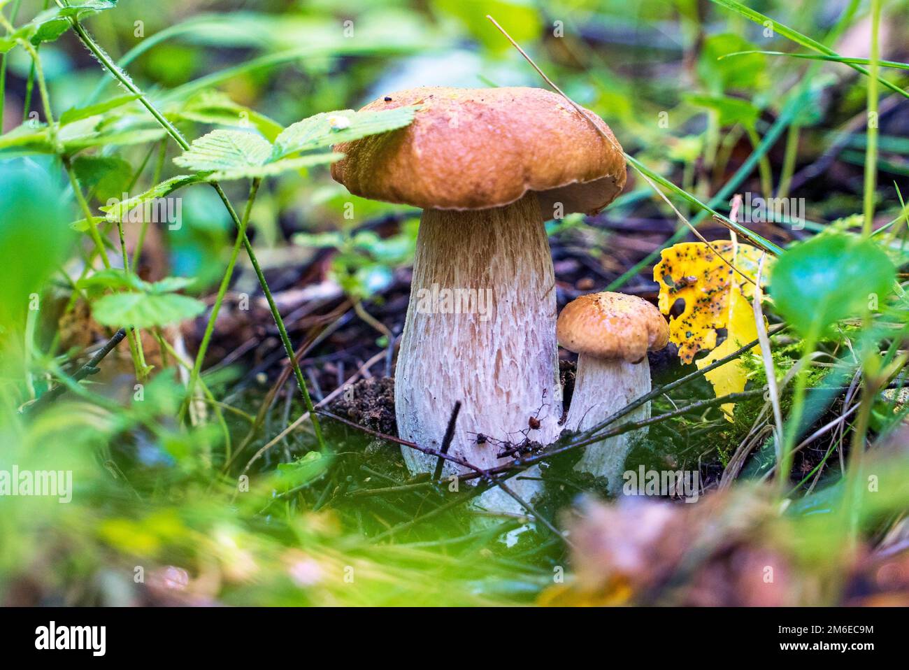 White boletus mushroom in the forest under green leaves. Stock Photo