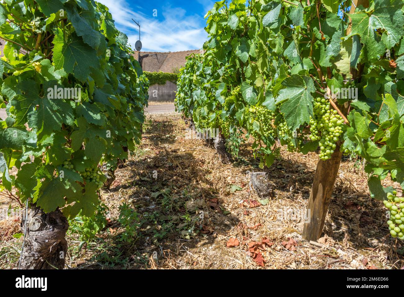 View of in the vineyard in Burgundy Bourgogne home of pinot noir and chardonnay in summer day with b Stock Photo