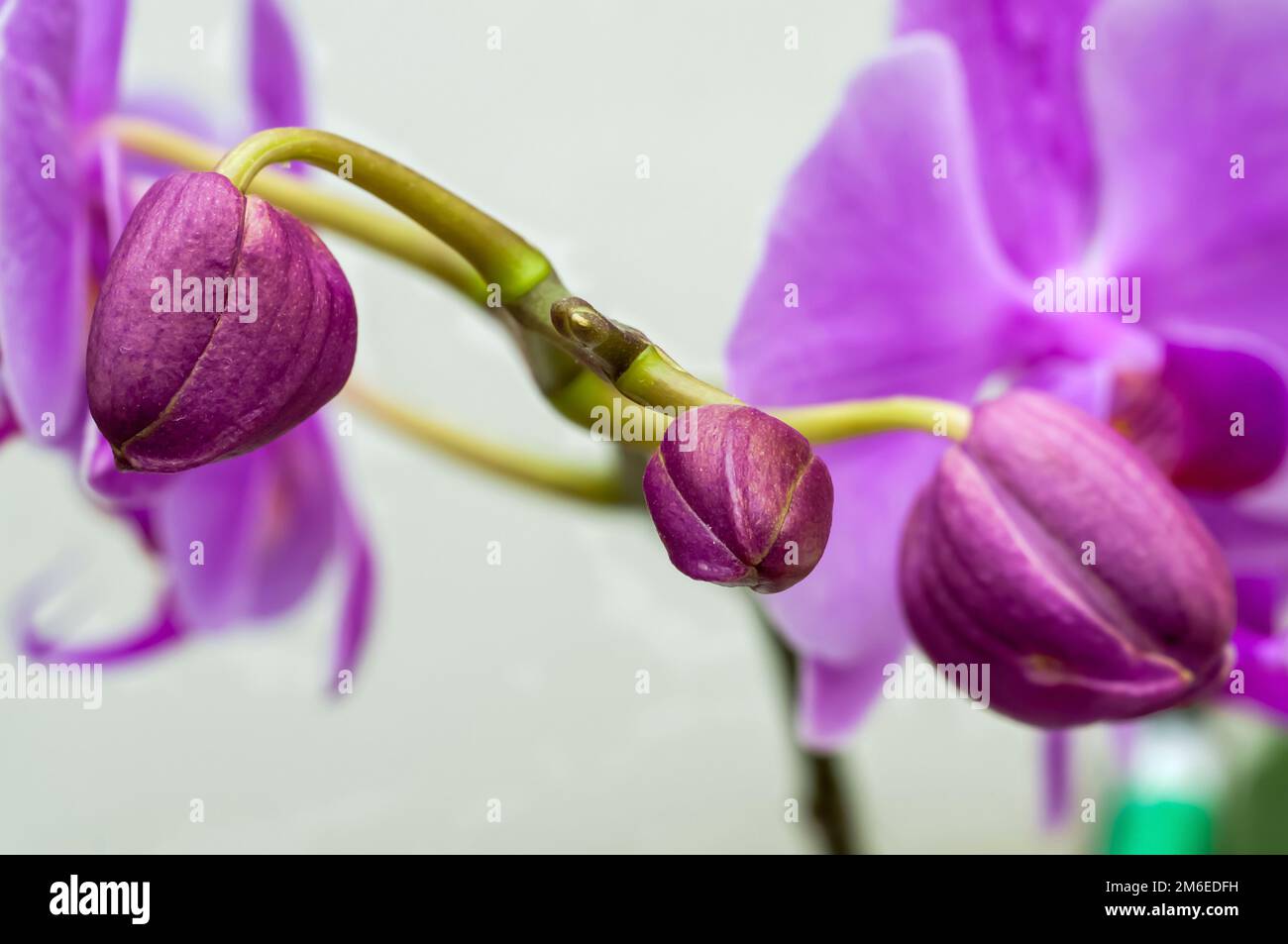 purple orchid buds on a background of flowers, close-up, macro on a light background,delicate natural flowers Stock Photo