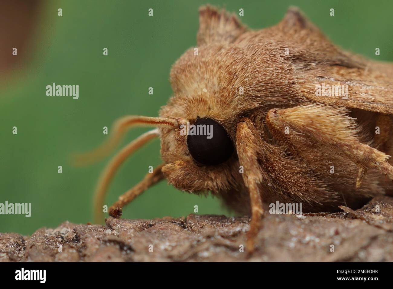 Detailed closeup on the head of a Rosy rustic owlet moth, Hydraecia micacea , sitting on wood Stock Photo