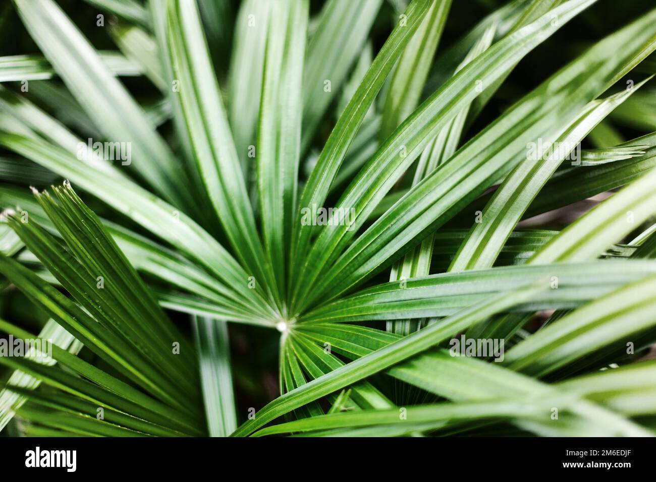 Palm leaves texture background, dark green tropical leaf pattern wallpaper, foliage design, jungle, palm tree branch, rhapis excelsa, bamboo lady palm Stock Photo