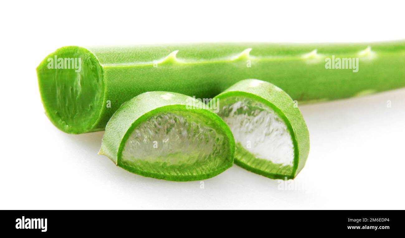 Aloe Vera Plant Isolated On White Background Stock Photo - Alamy