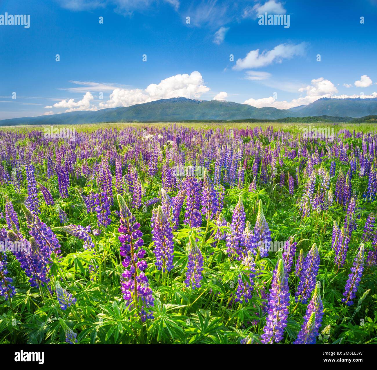 Beautiful field of lupine flowers Stock Photo