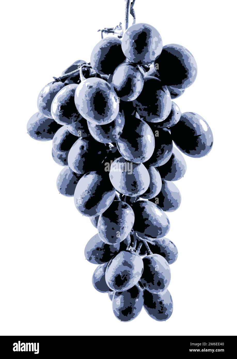 Black grapes isolated on a white background. A grape is a fruit