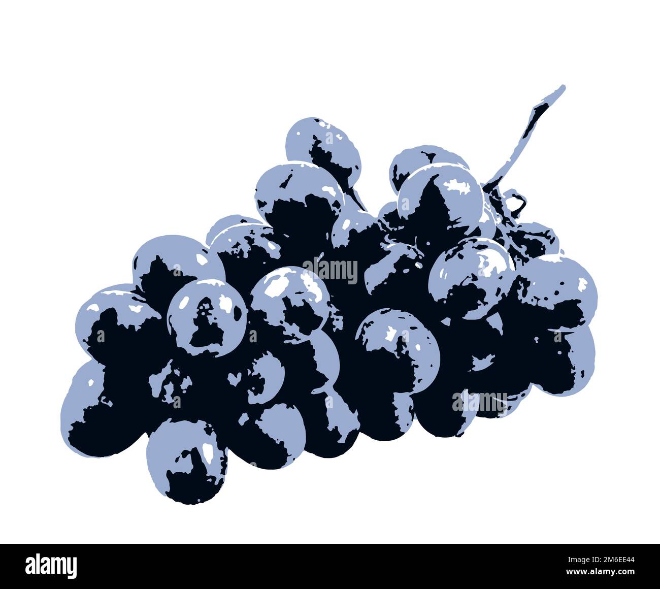 Black grapes isolated on a white background. A grape is a fruit