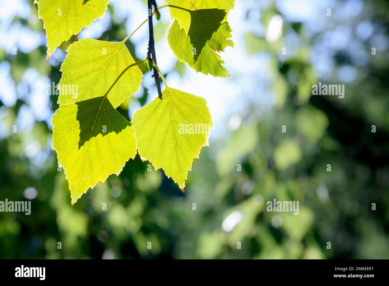 Green birch leaves in the sunlight Stock Photo